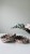 IMG_6147.jpeg