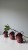 IMG_2297.jpeg